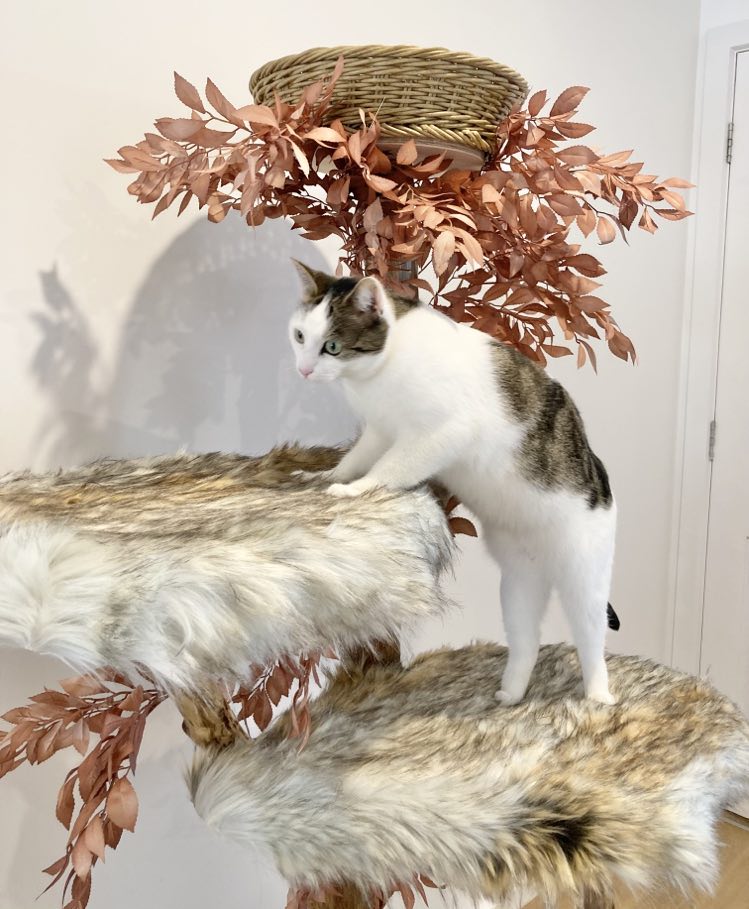 Photo of cat on natural cat tree cat scratcher