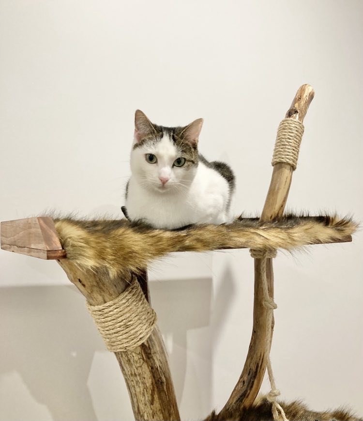 Feature Cat Tree