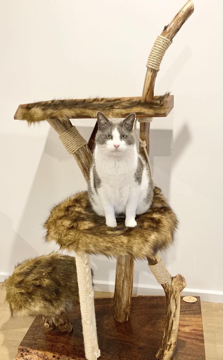 Feature Cat Tree