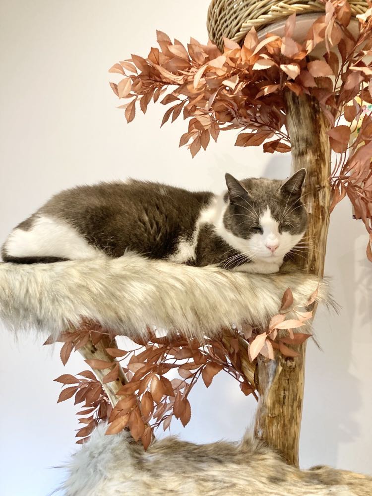 Pretty Natural Cat Tree