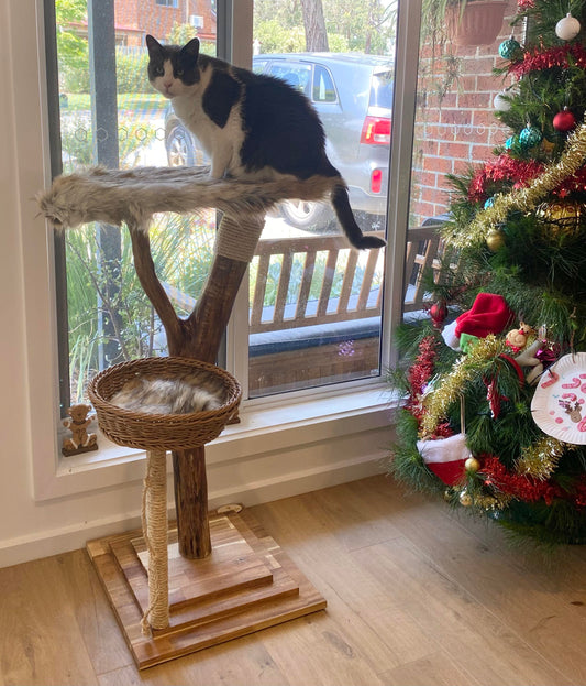 Viewing Cat Tree