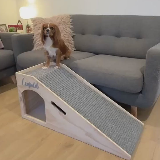 video of dog using ramp for couch