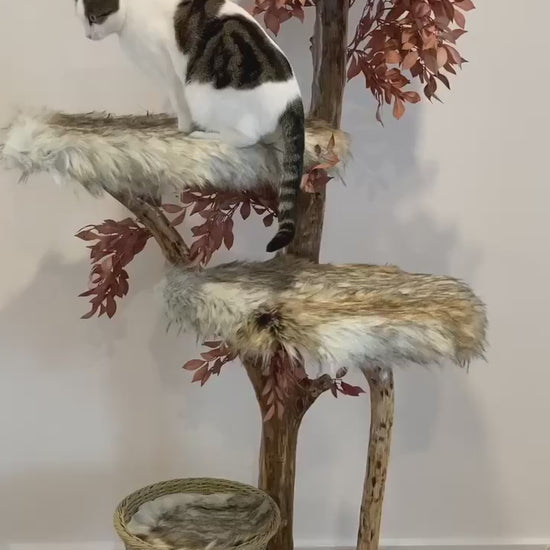 Video of cat on natural cat tree cat scratcher