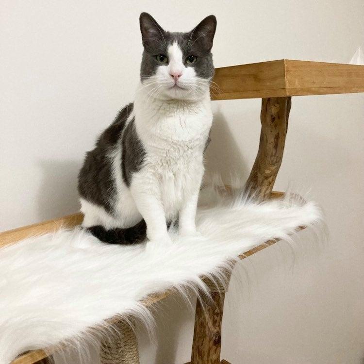 Photo of cat on handmade cat tree. Real branch. Cat scratcher