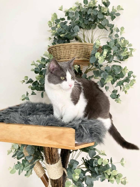 Close up photo of cat on Cat Tree. Cat tower. Cat scratcher