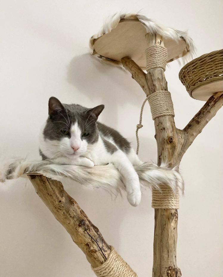 Snuggle Cat Tree - Furbaby Comforts