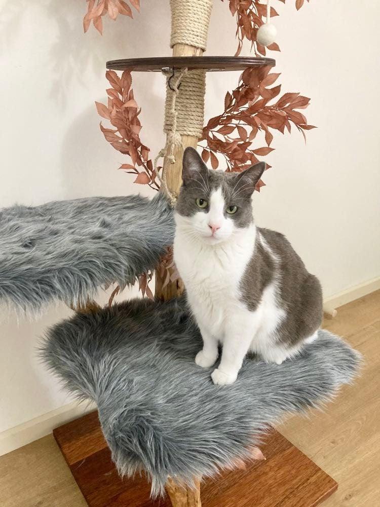 Photo of Cat on Cat scratcher cat tree