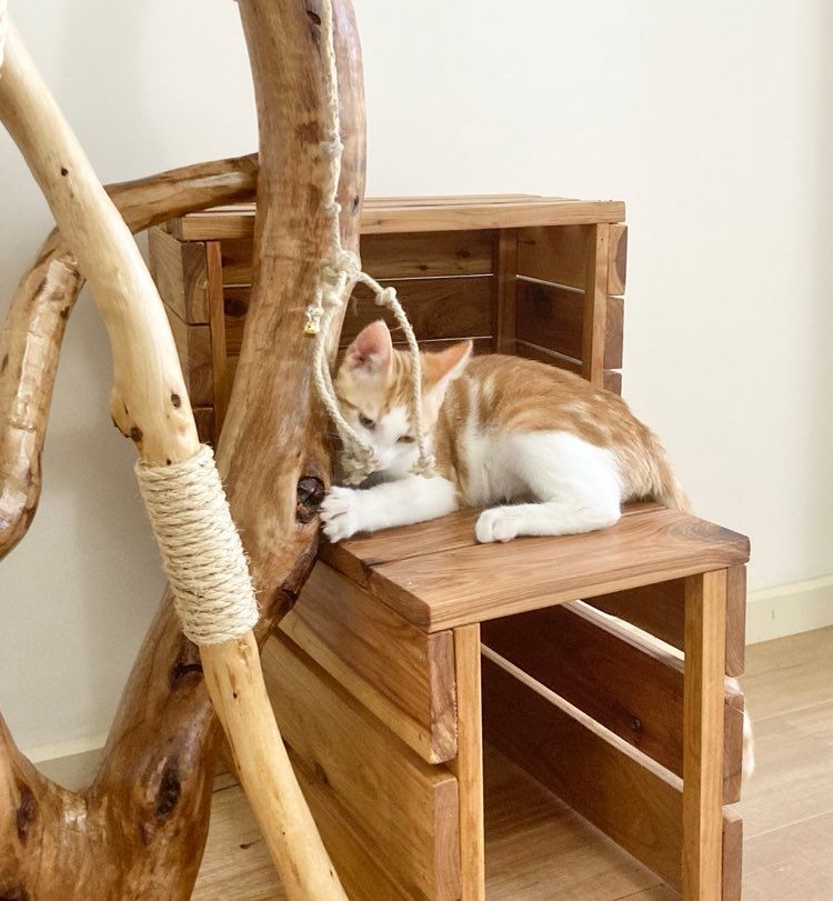 Photo of cat on natural cat tree, cat scratcher