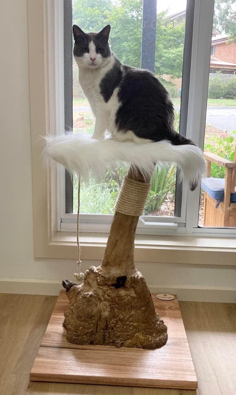 Photo of Mallee Cat Tree, cat scratcher, cat furniture 