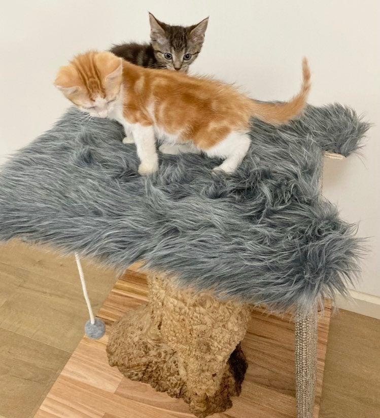 Photo of kittens on  Mallee cat tree, cat scratcher