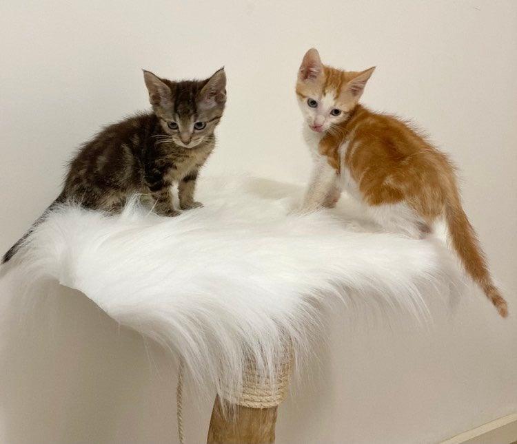 Photo of Mallee Cat Tree, cat scratcher, cat furniture 