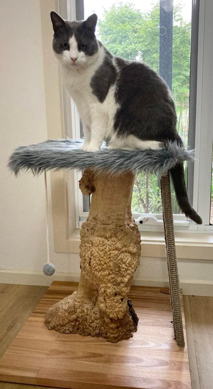 Photo of cat on  Mallee cat tree, cat scratcher