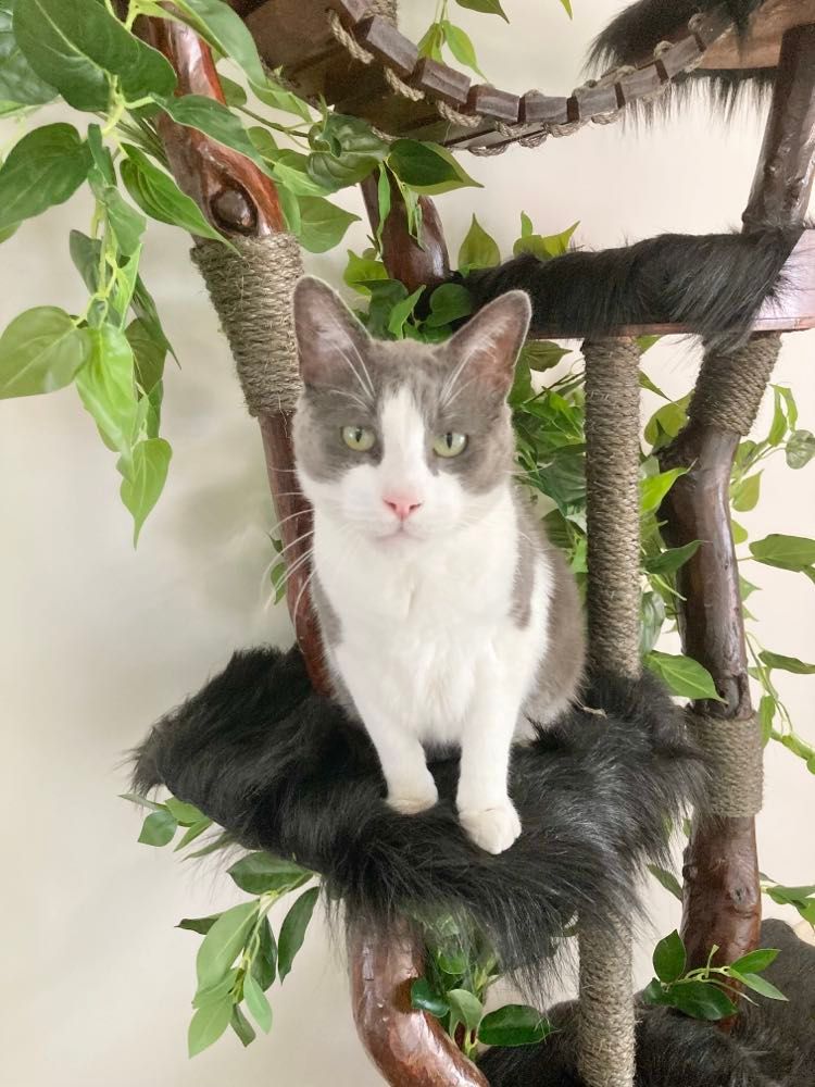 Cat tree made from real branch. Cat scratcher, cat furniture 