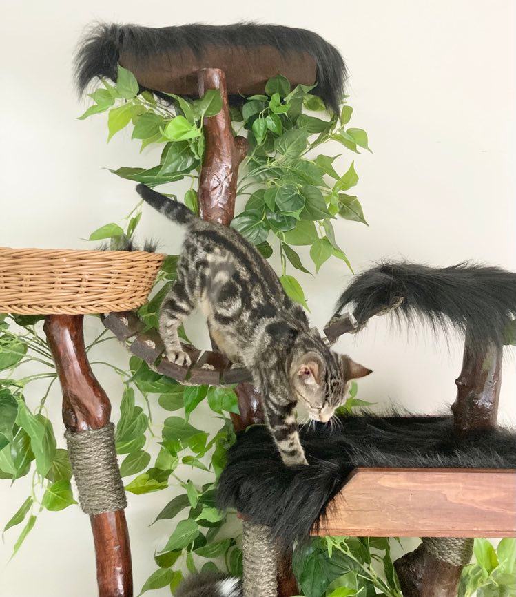 Cat tree made from real branch. Cat scratcher, cat furniture 