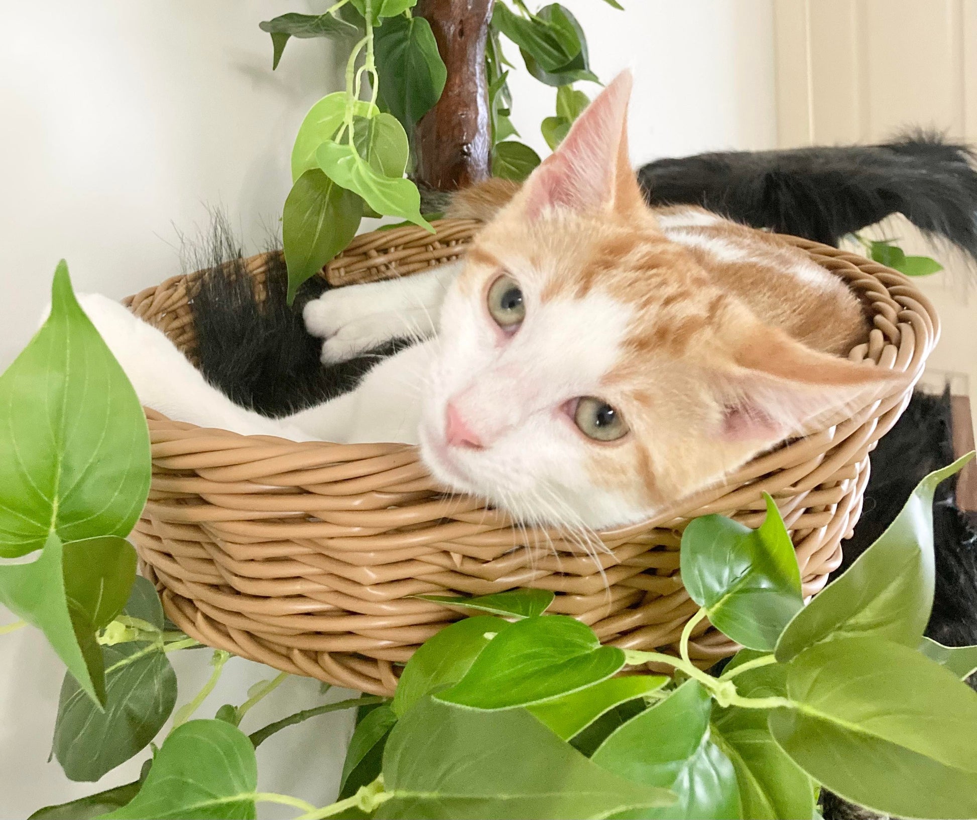 Photo of kitten in basket of Cat tree made from real branch. Cat scratcher, cat furniture