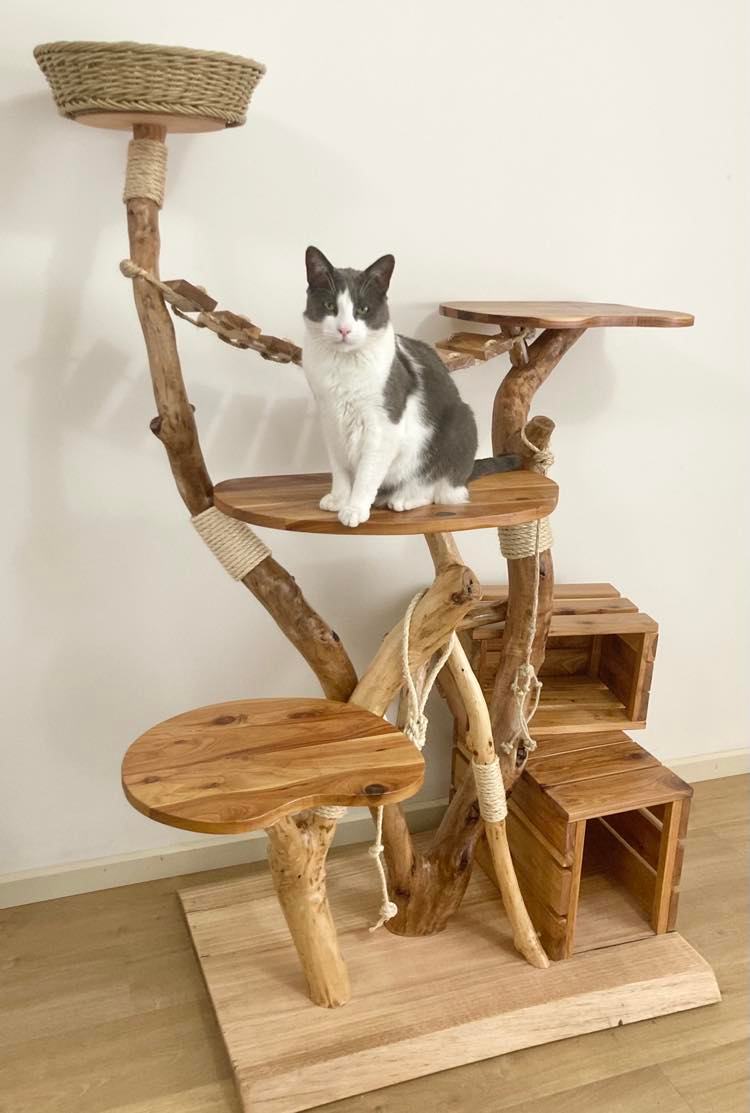 Photo of cat on natural cat tree, cat scratcher