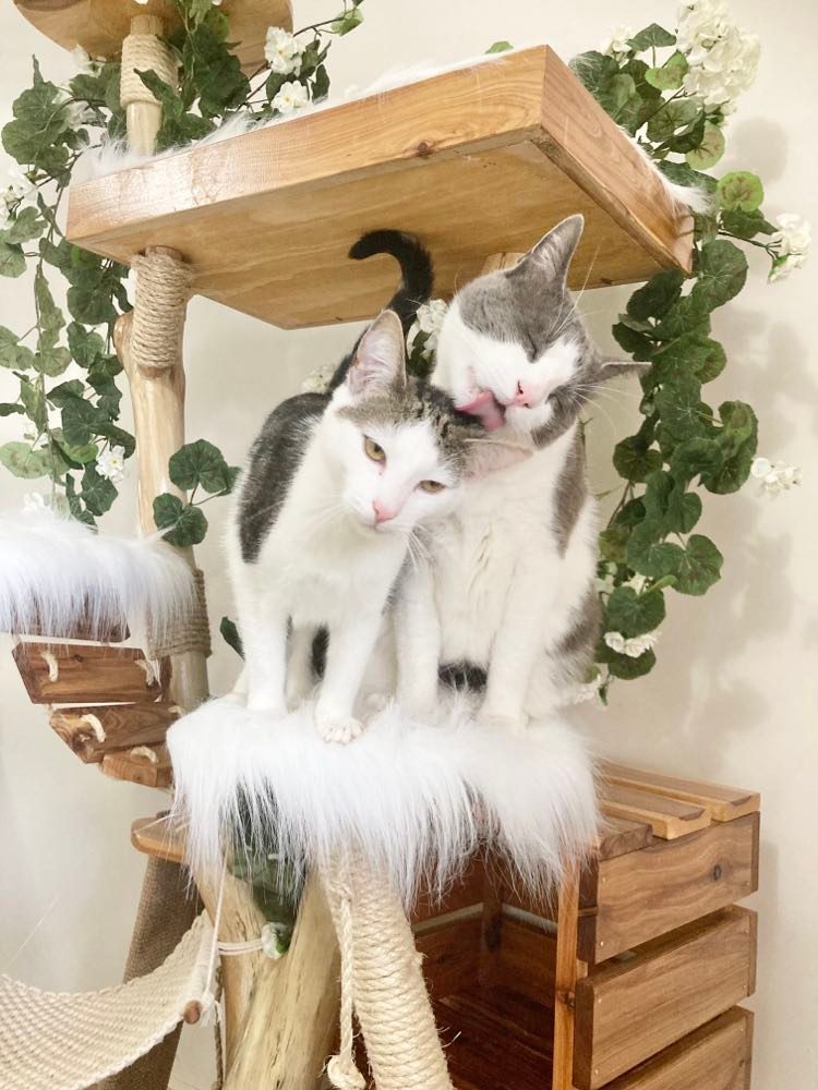 Darcy's Retreat Cat Tree - Custom build