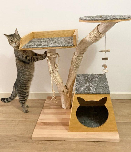 Cat on Cat tree house cat scratcher