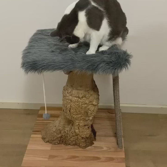 Video of cat on  Mallee cat tree, cat scratcher