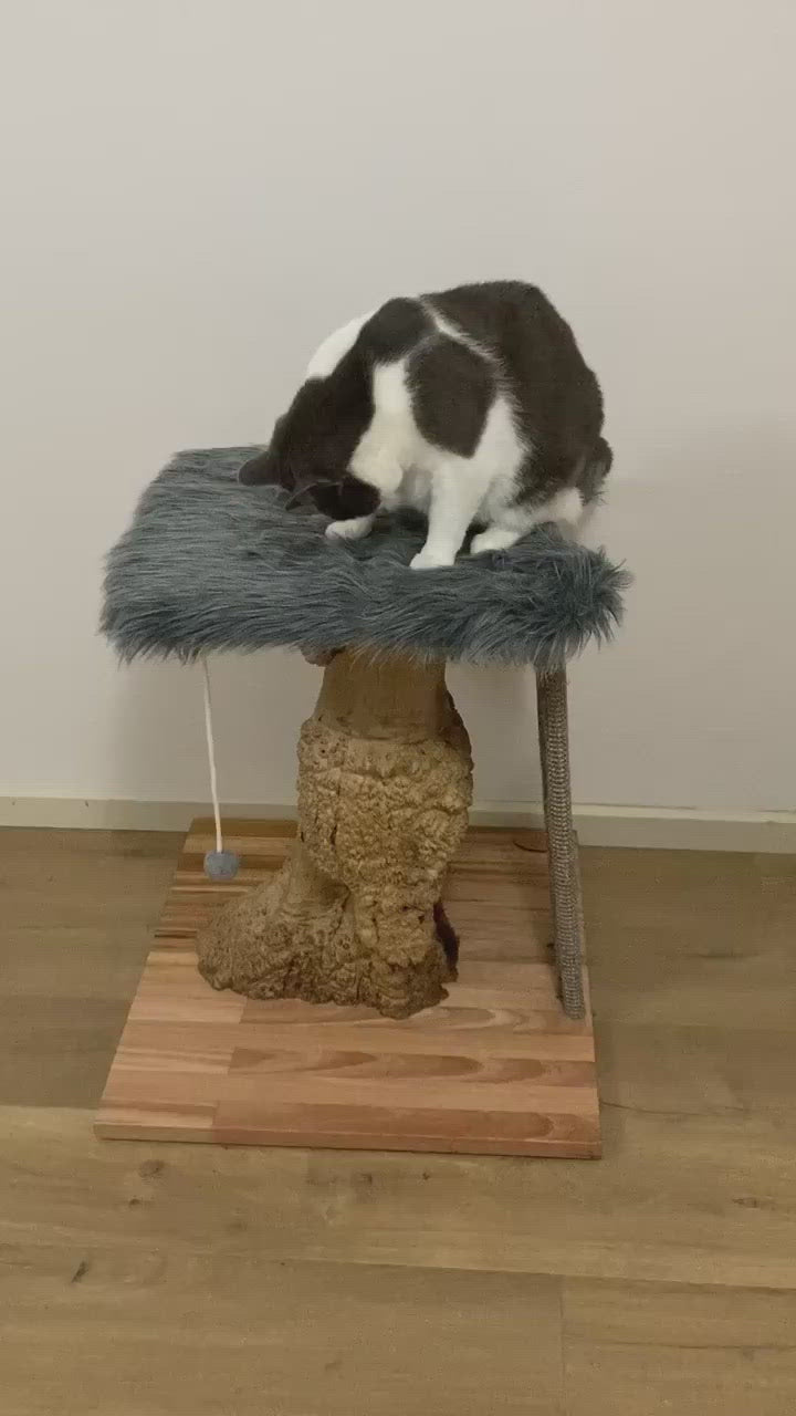 Video of cat on  Mallee cat tree, cat scratcher