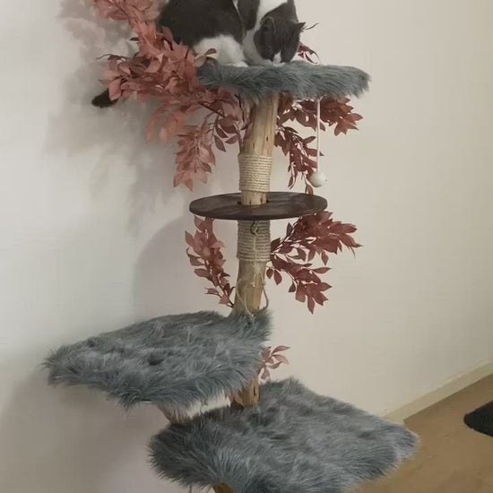 Video of Cat on Cat scratcher cat tree