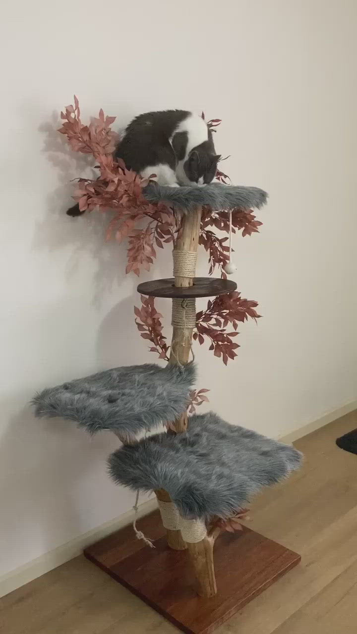 Video of Cat on Cat scratcher cat tree