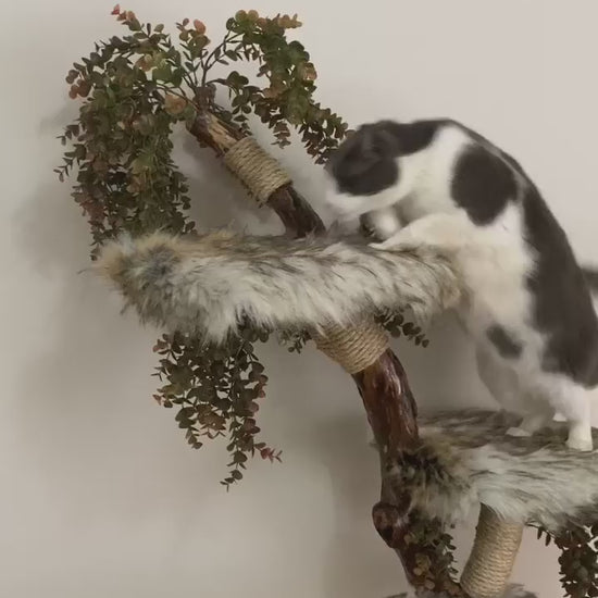 Video of cat on cat tree, natural cat tower with cat scratcher 