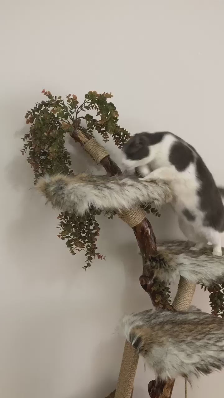 Video of cat on cat tree, natural cat tower with cat scratcher 