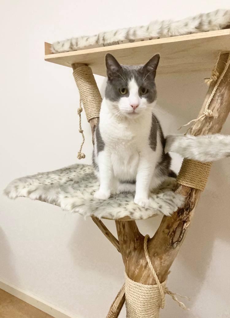 Photo of Royal cat tree. Cat scratcher made from real tree